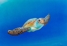 Stephen Muldoon Stephen Muldoon Sea Turtle in Flight (SN)